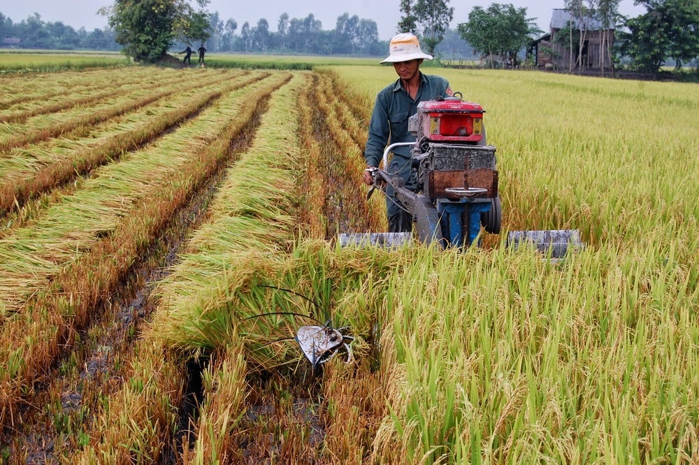 Gỡ khó cho sản xuất, tiêu thụ lúa gạo ĐBSCL