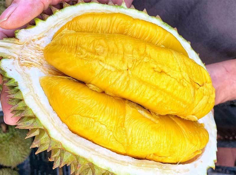 Giá của sầu riêng Musang King giảm xuống bất ngờ